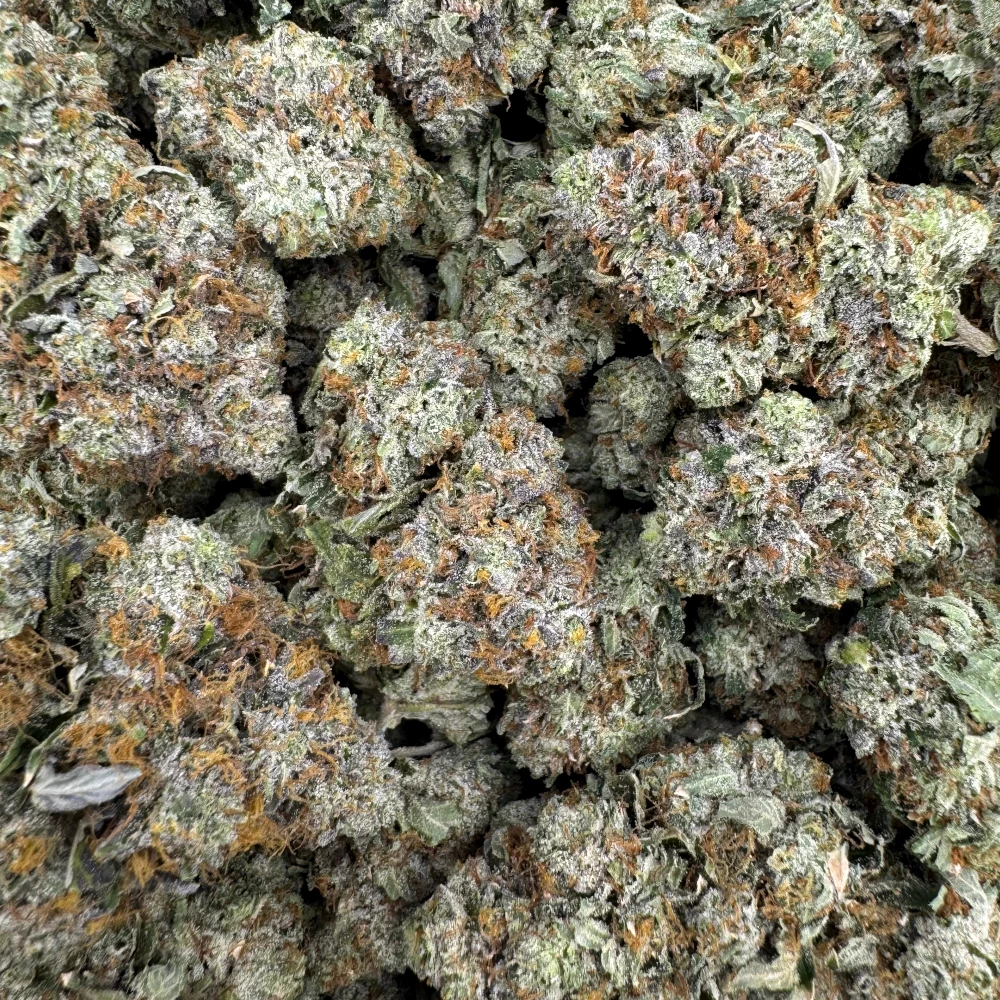 Pink Rockstar (Med/Lrg) *BULK*